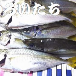 今日のアジ釣りは厳しかった。